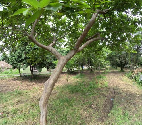 Dehradun House | Bagicha farmstay - Near Jolly Grant Airport