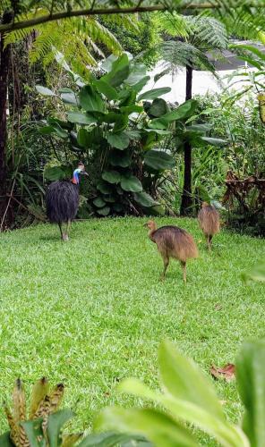 Kuranda Apartment | Birdwatcher's Oasis - Tiny Home - Cassowary