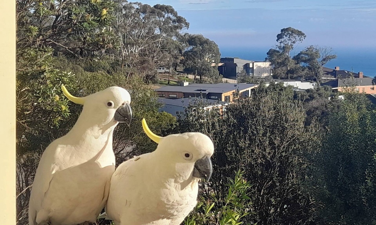 Dromana House | Dromana stay for couples. (Max 2 people, Max 2-3 night stay)