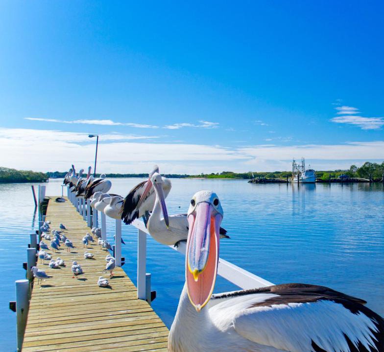 Yamba Hotel | Moby Dick Waterfront Resort Motel