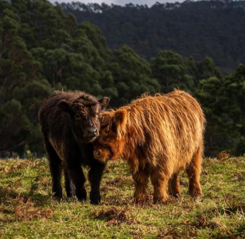Port Arthur House | Ruby's Cottage Farm Stay
