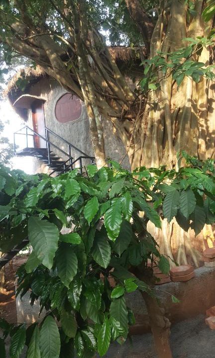 Kaimane Apartment | Rustic Charm Wayanad - The Stump (Treetop Suite)