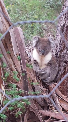 Mylor Bed & Breakfast | Stringybark Hills Retreat
