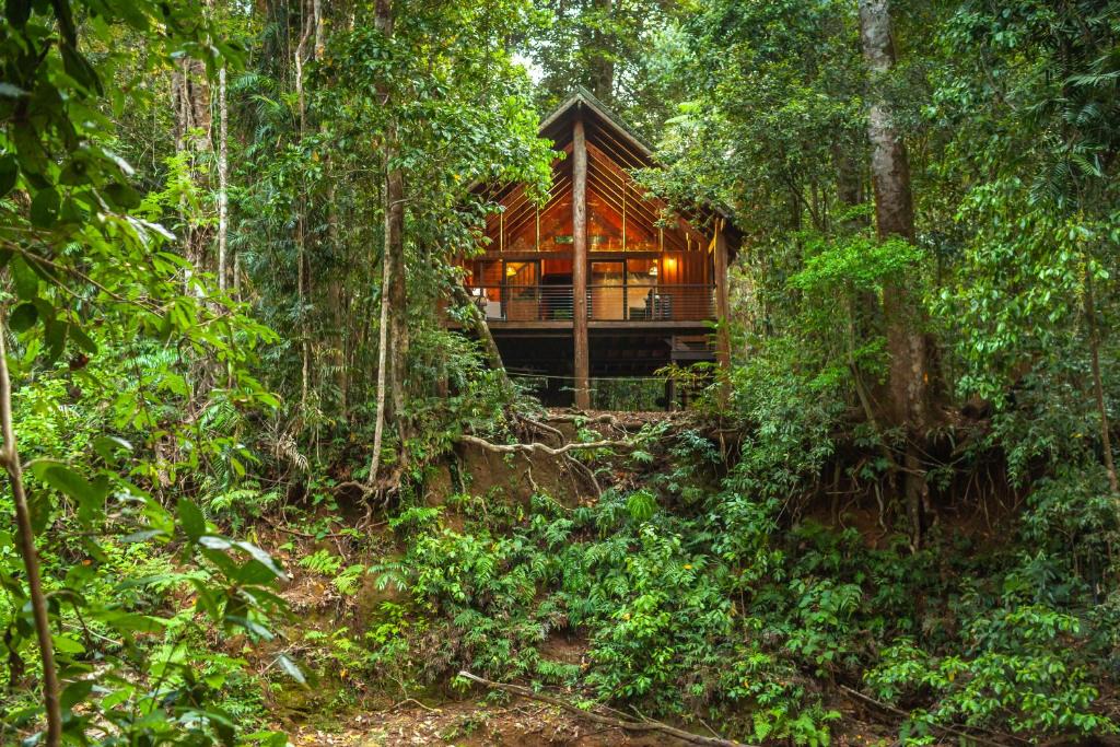 Tarzali Cabin | The Canopy Rainforest Treehouses & Wildlife Sanctuary