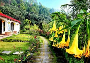 Just Naturals Wellness Resort Nainital