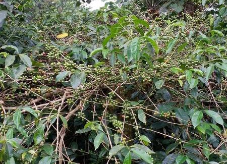 Valparai Resort | Private room ∙ 2 guests