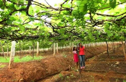 Thekkady Resort | Private room ∙ 2 guests