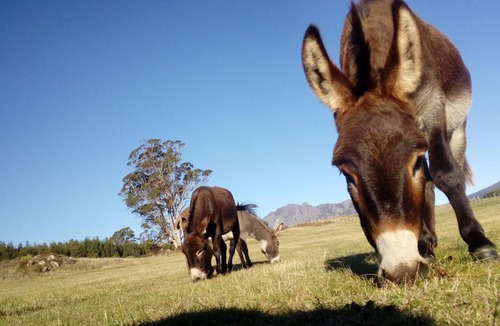 Promised Land Resort | AAA Granary Accommodation