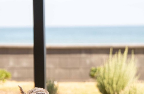 Henley Beach South House | Belle Escapes - Sea Glass Cottage on the Esplanade