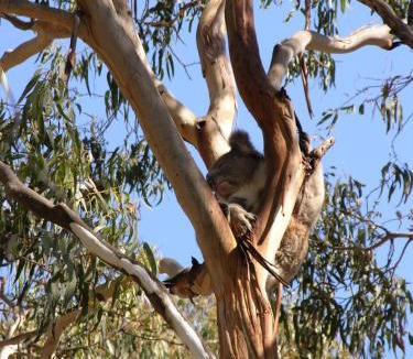 Cape Otway Resort | Bimbi Park - Camping Under Koalas
