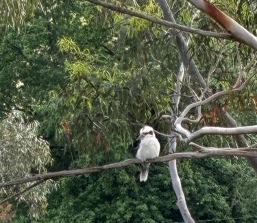 Castlemaine Apartment | Bird Haven Central Castlemaine