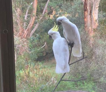 Castlemaine Apartment | Bird Haven Central Castlemaine