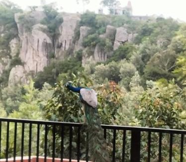 Yercaud House | Bluevalley Estate - Three Bedroom Villa