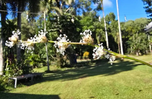 Bramston Beach Hotel | Bramston beach resort