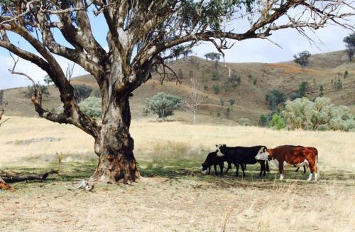 Piambong House | Canguri Boutique - A Memorable Farmstay near Mudgee