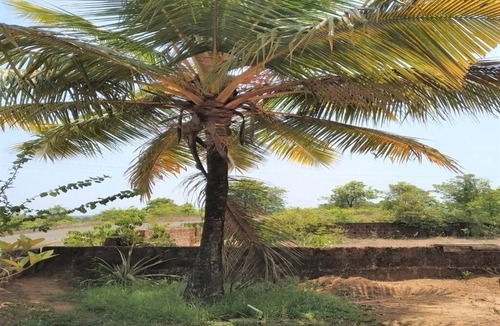 Kudal House | CHINTAMANI BUNGALOW.