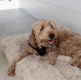 Innes Park House | Cinema Pool Pets 4b2b Bargara Headlands