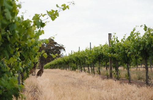 Upper Wakefield Bed & Breakfast | Dennis Cottage Clare Valley