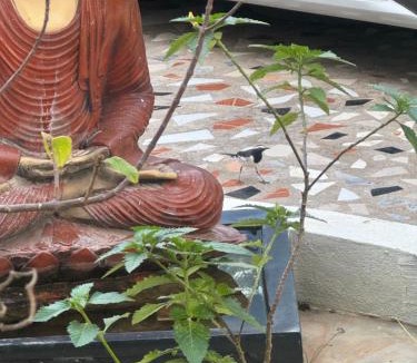 Malur House | Deva Harmyam