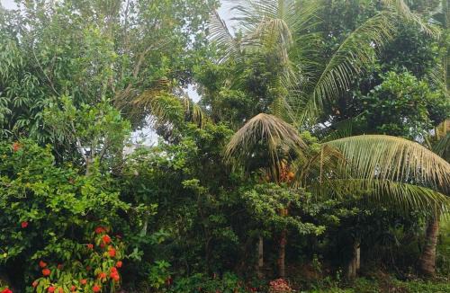 Mysore House | Dwaraka Nature Home Stay