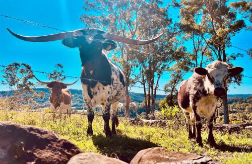 Clothiers Creek House | El Rancho Cabarita Beach - Longhorn