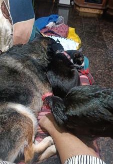Mira Road East House | Feel home with my pets and I while enjoying your private space