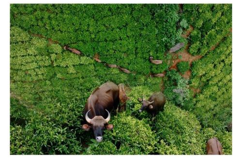Thalayathimund Resort | Fortune Retreats
