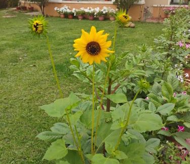 Raichak House | Gardenia 29