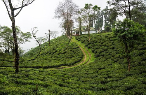 Ging Tea Garden House | Ging Tea House