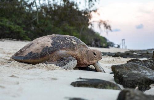 Heron Island Resort | Heron Island