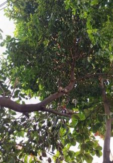 Vanasthalipuram House | Home Nest