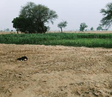 Kishangarh Bas House | Joon Farm