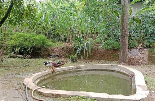 Darjeeling House | Kaafal Homestay