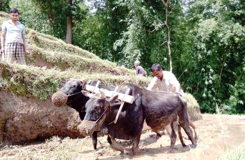 Kalimpong House | Kalimpong Village Retreat