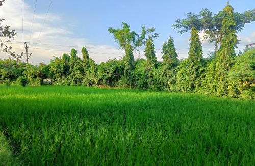 Ilam Bazar House | Kopai Farm Villa