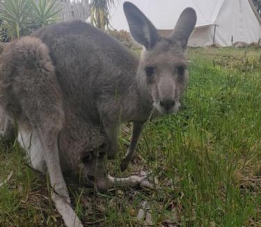 New Gisborne Other | Macedon Ranges Glamping with kangaroos - Tent