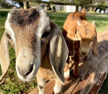 Mangrove Mountain House | Mangrove Mountain Farm Stay