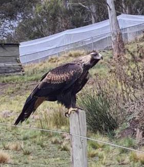 Mount Rumney House | Mount Rumney Escapes - 3 Seaview Wombat House