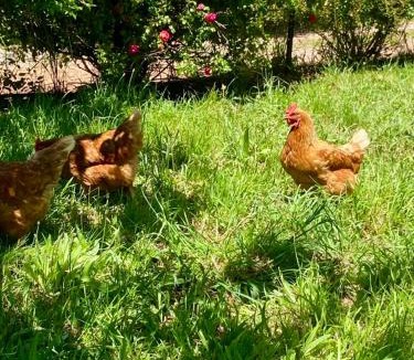 Central Coast Council House | Penguin Seaside Farm