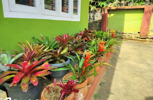 Polibetta House | Praplia Home Stay Ammathi, South Coorg