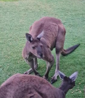 Parklands House | R&R Roo & Rest