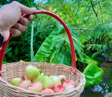 Kalpakkam Villa | Serenity Farms (Haripriya Garden)