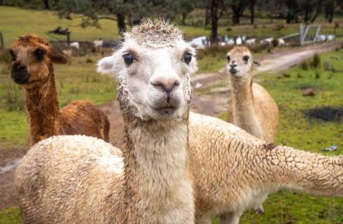 Windeyer House | Sparkling Tiny House by Tiny Away