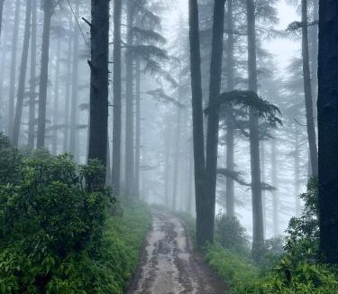 Kanatal Resort | The Deodar Stays