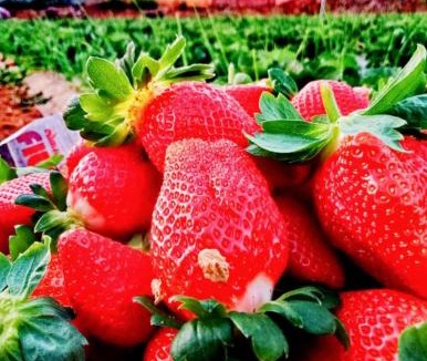 Medha Hotel | THE GREENPEARL Mahabaleshwar