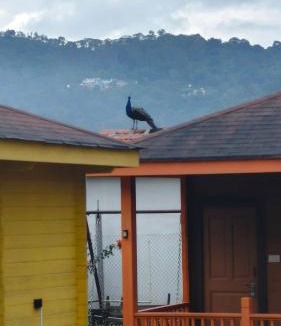 Wellington House | The Laughing Woods AC Resort