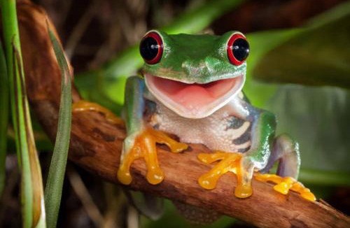 Coffs Harbour Apartment | The singing frogs studio