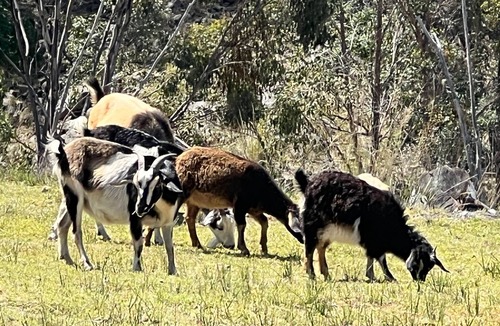 Sandy Flat Cabin | The Tenterfield Goat Housen3000acres with frontage to the Mole/Deepwater rivers.