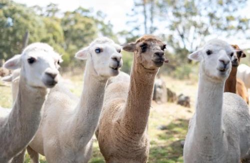 Windeyer House | Tiny House Farmstay at Dreams Alpaca Farm - A Windeyer Outback Experience