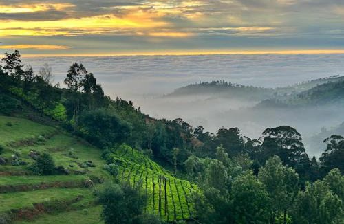 Ooty Bed & Breakfast | Vanam Holidays